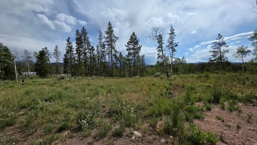 Expansive grassy field framed by mature evergreen trees and deciduous trees