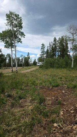 Natural landscape featuring diverse trees and open land