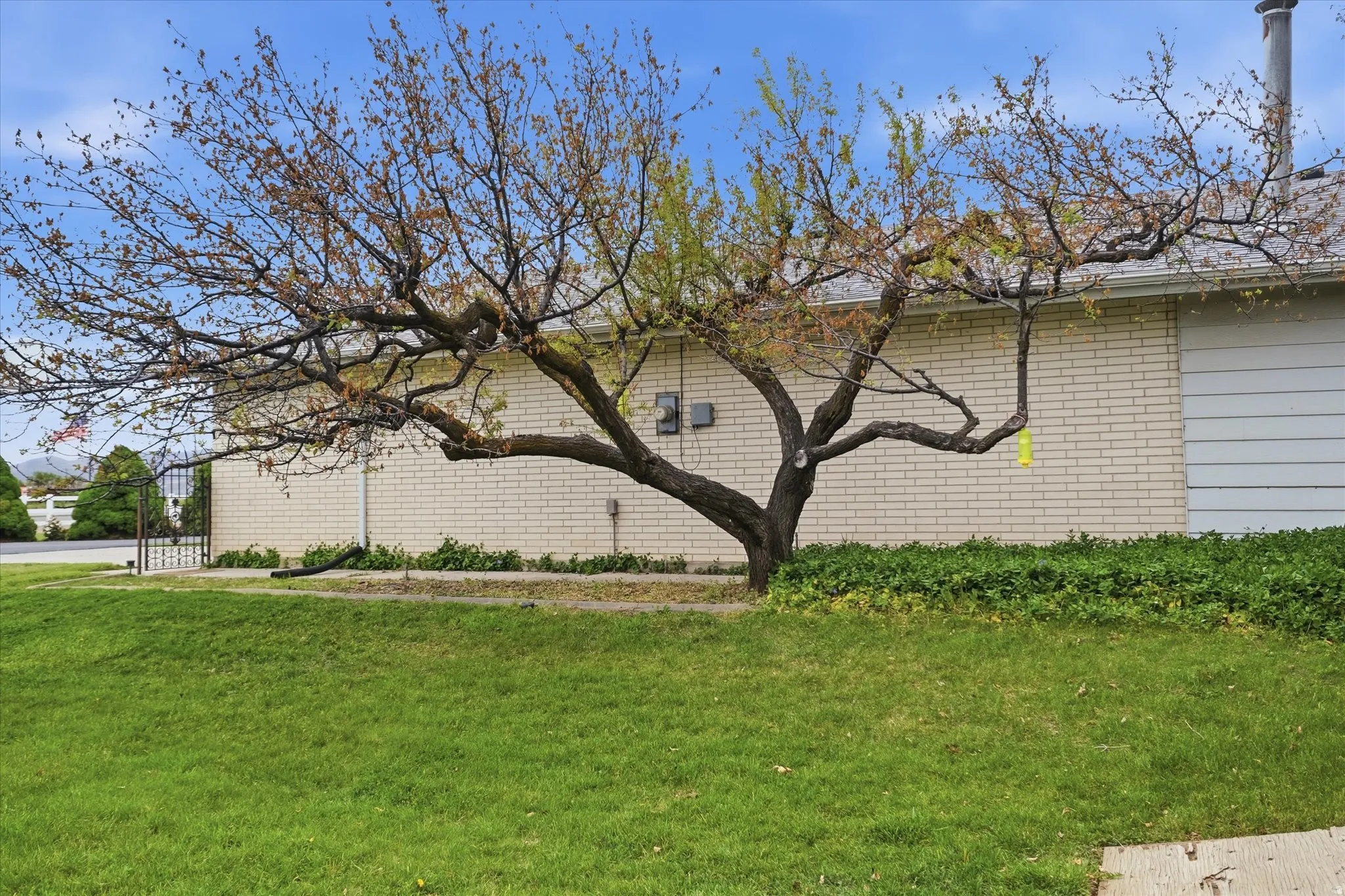 Front lawn with established tree, brick facade, and trimmed foundation plantings
