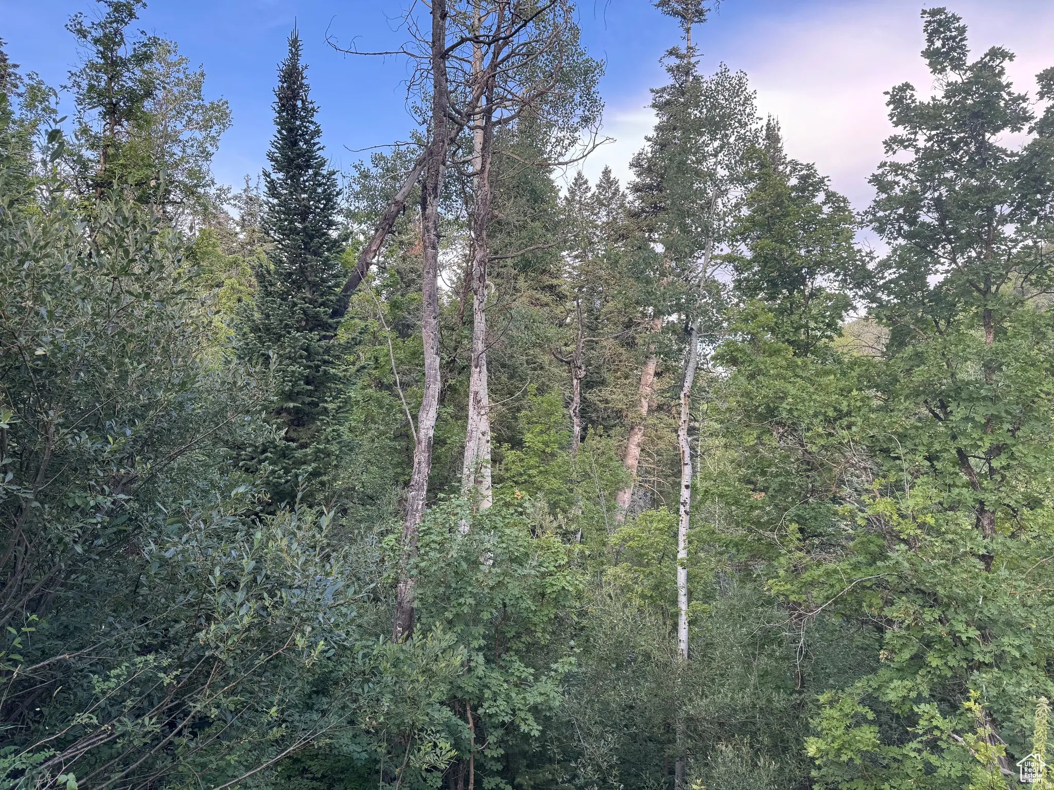 Lush natural landscape with dense tree coverage, featuring a variety of mature deciduous and coniferous trees