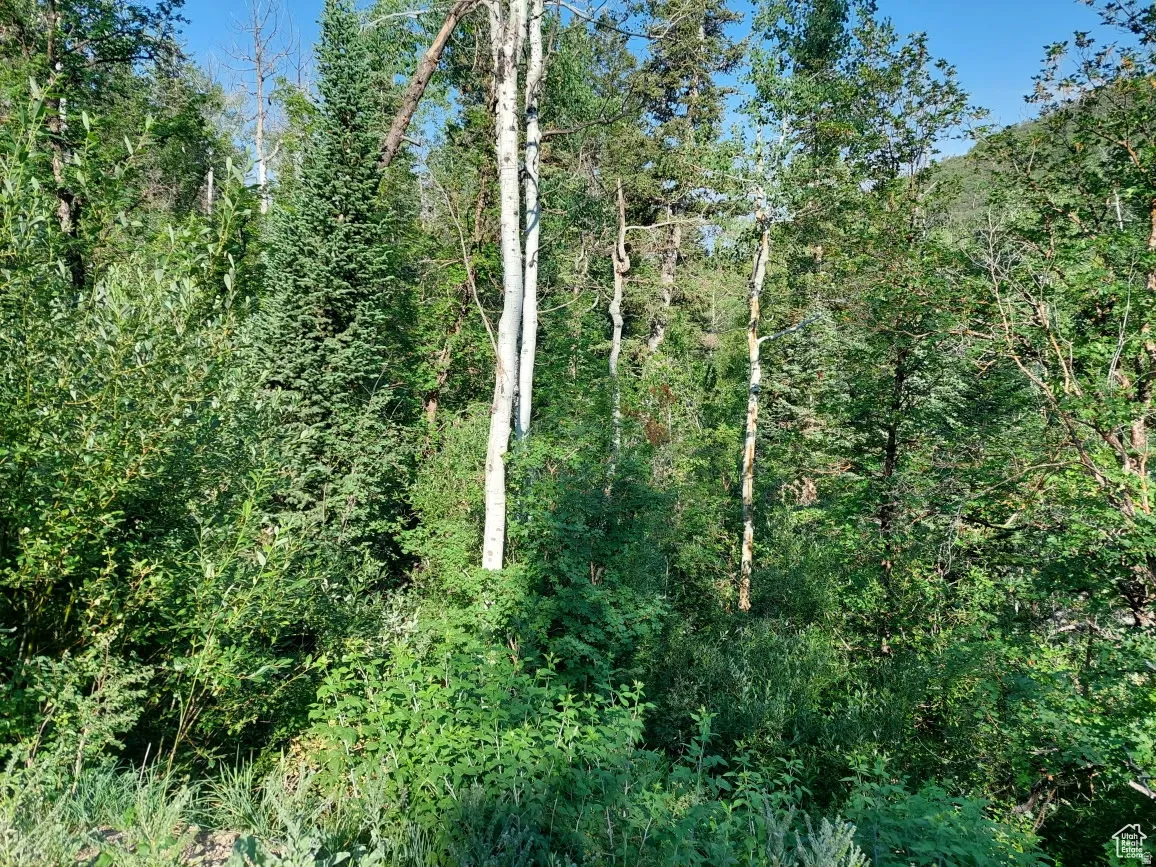 Wooded landscape featuring a variety of mature trees and dense undergrowth