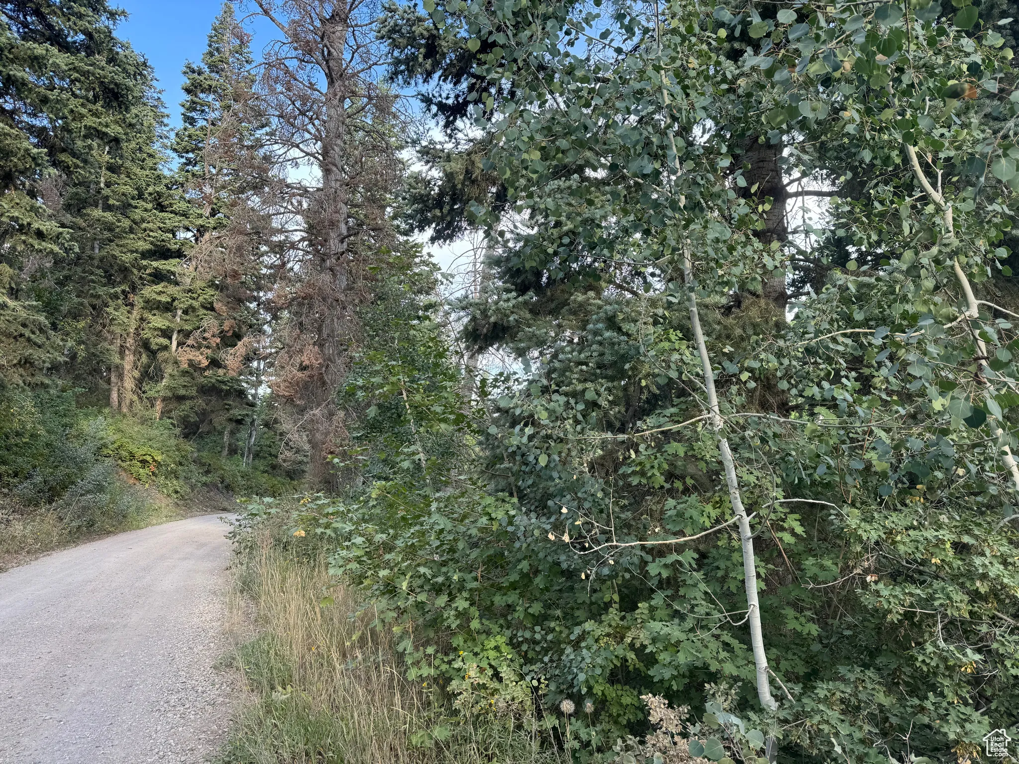 Gravel road winding through dense mixed foliage, including tall evergreens and deciduous trees