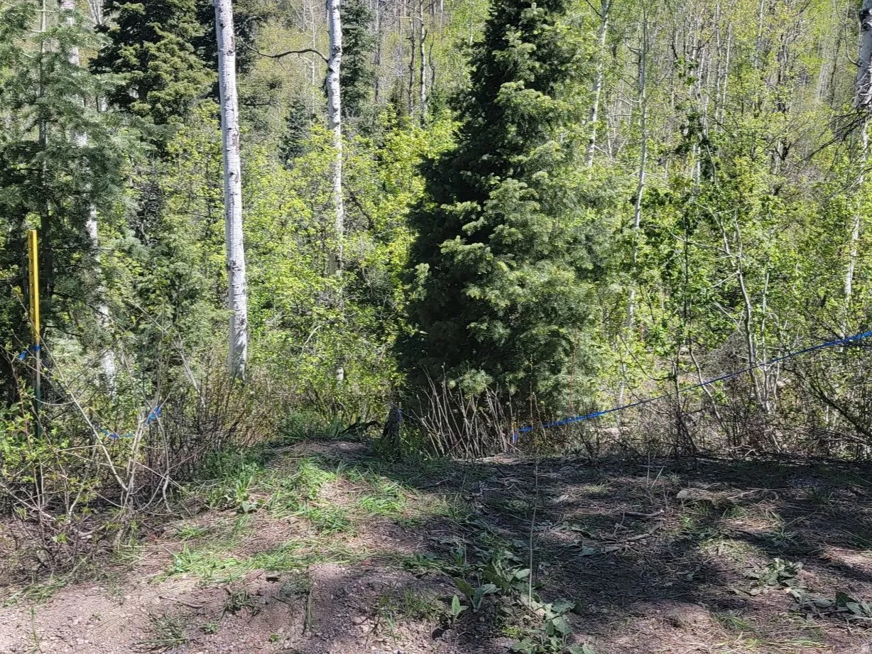 Natural landscape featuring a mix of evergreen and deciduous trees, with a partially cleared ground cover