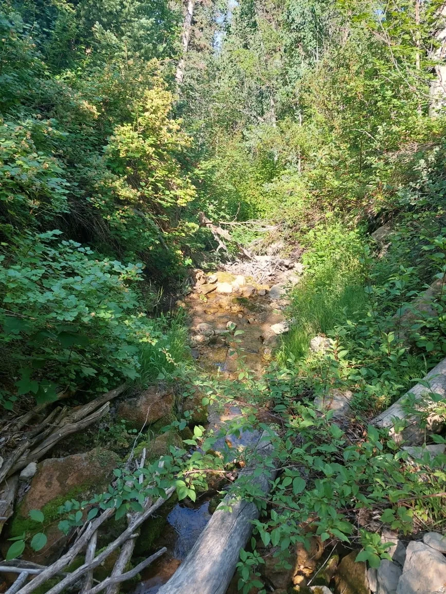 Natural stream flowing through a heavily wooded area