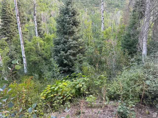 Dense woodland featuring a variety of mature trees and undergrowth