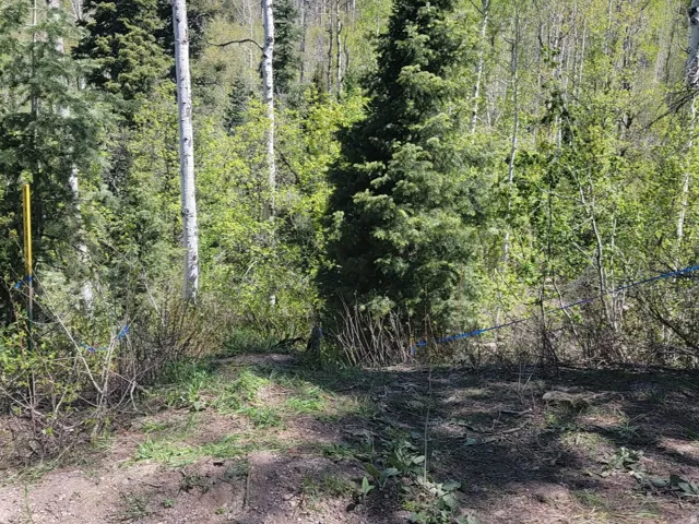 Natural landscape featuring a mix of evergreen and deciduous trees, with a partially cleared ground cover