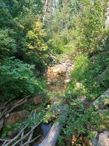 Natural stream flowing through a heavily wooded area