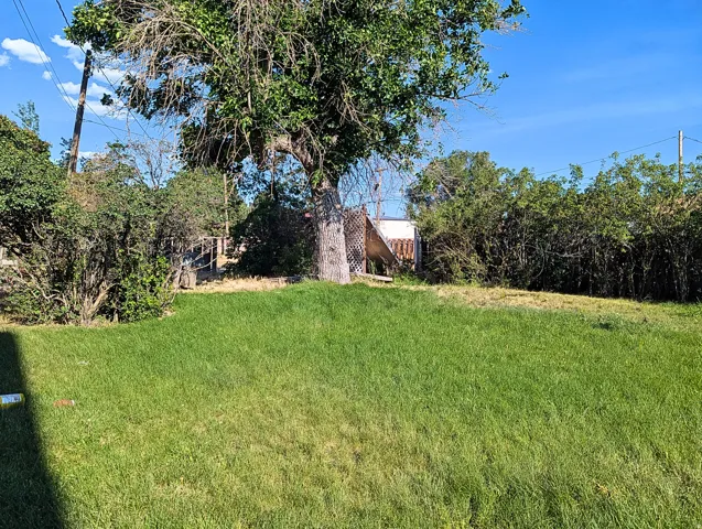 Mature tree near solar panels