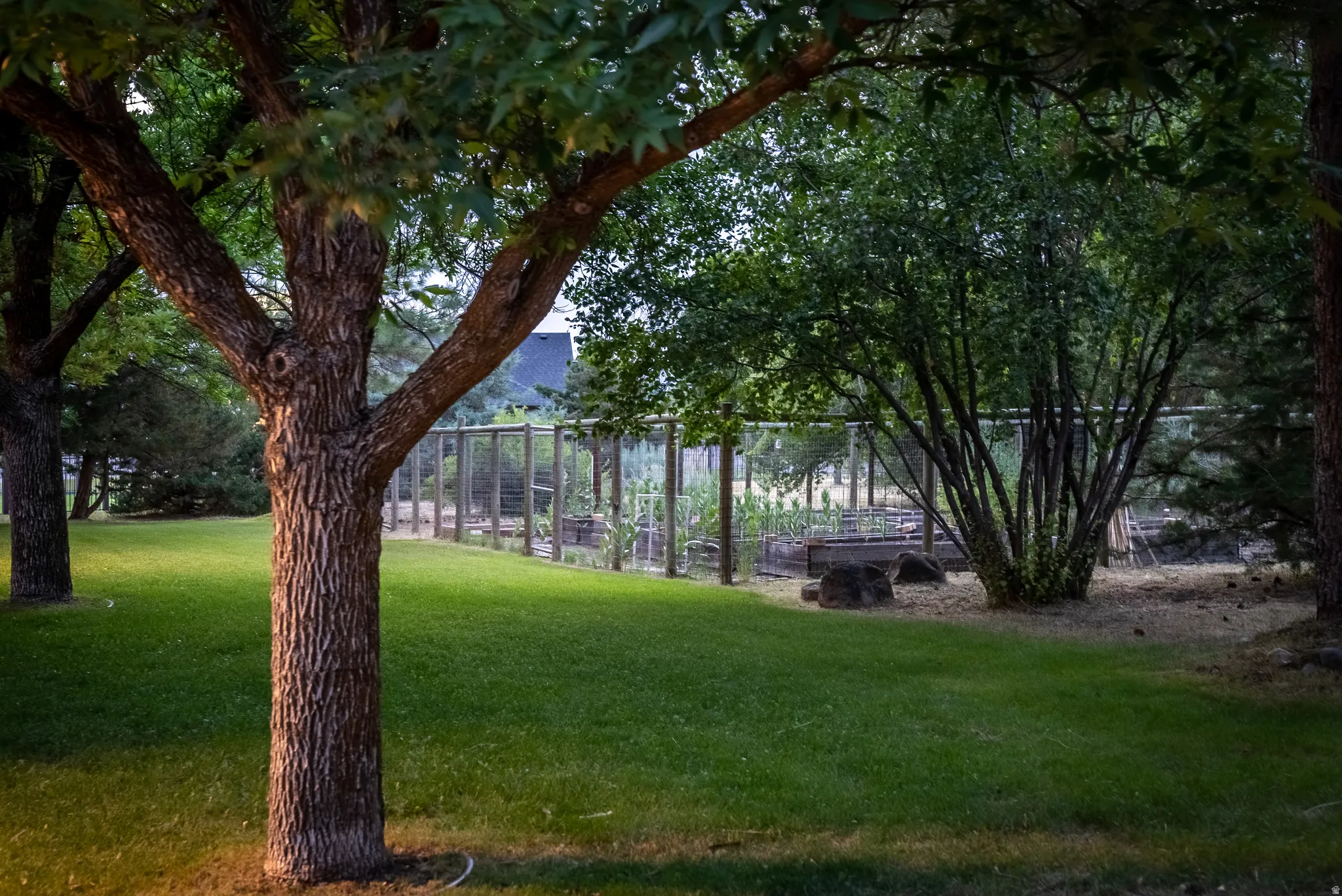 Expansive backyard featuring a manicured lawn, established trees, and a fenced garden area with raised beds