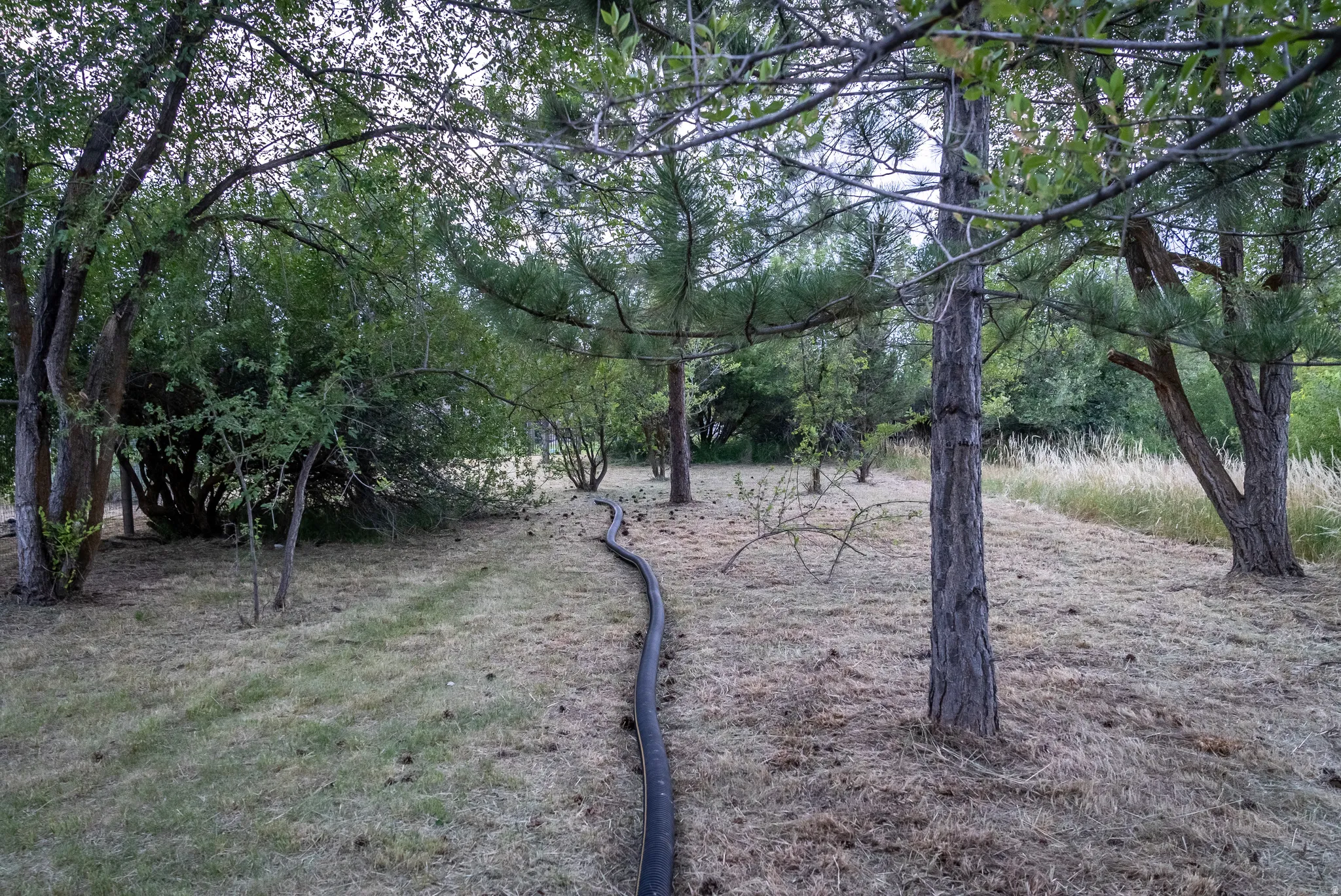 Expansive natural landscape featuring a variety of mature trees and ground cover