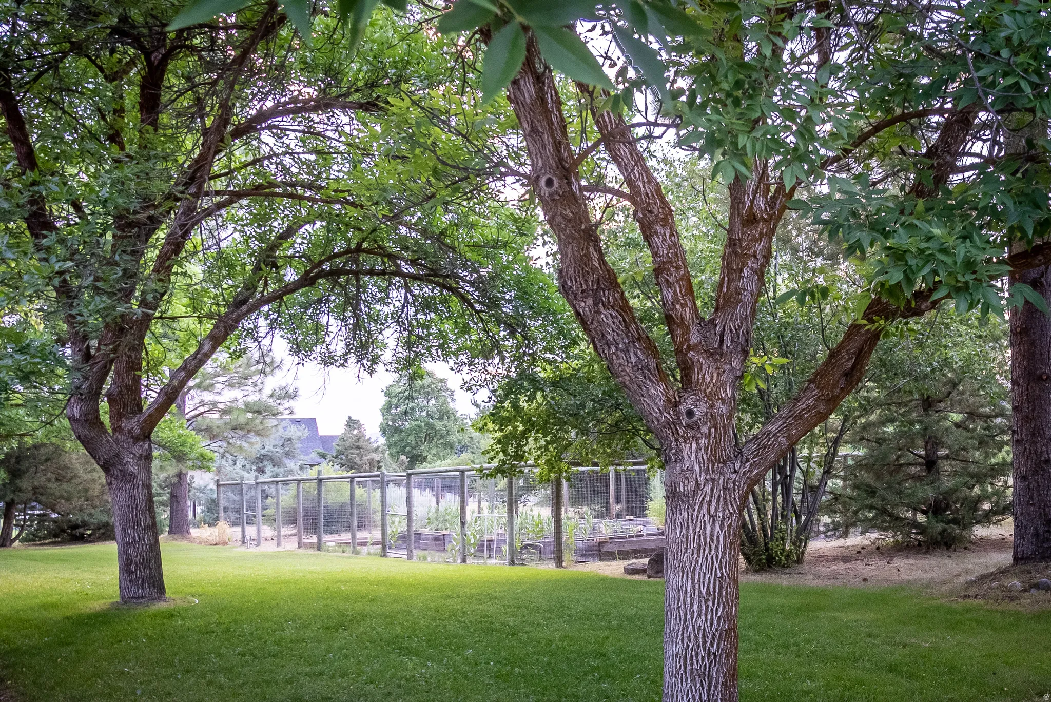 Expansive yard featuring mature trees, a manicured lawn, and a fenced garden area