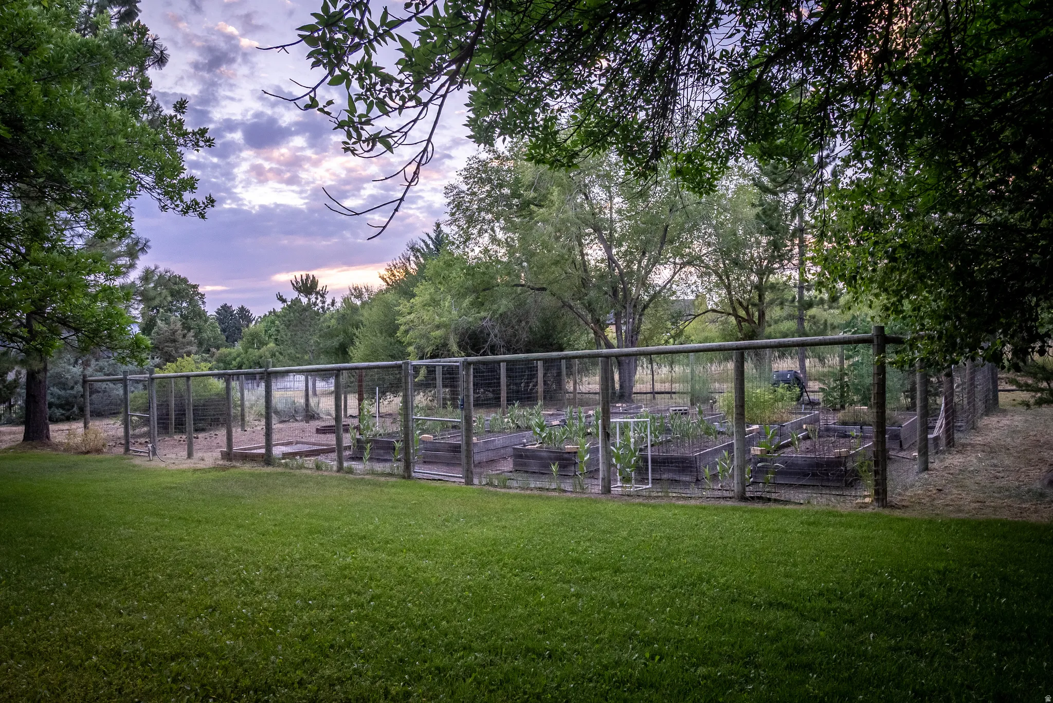 Expansive lawn area featuring a fenced garden with multiple raised planting beds