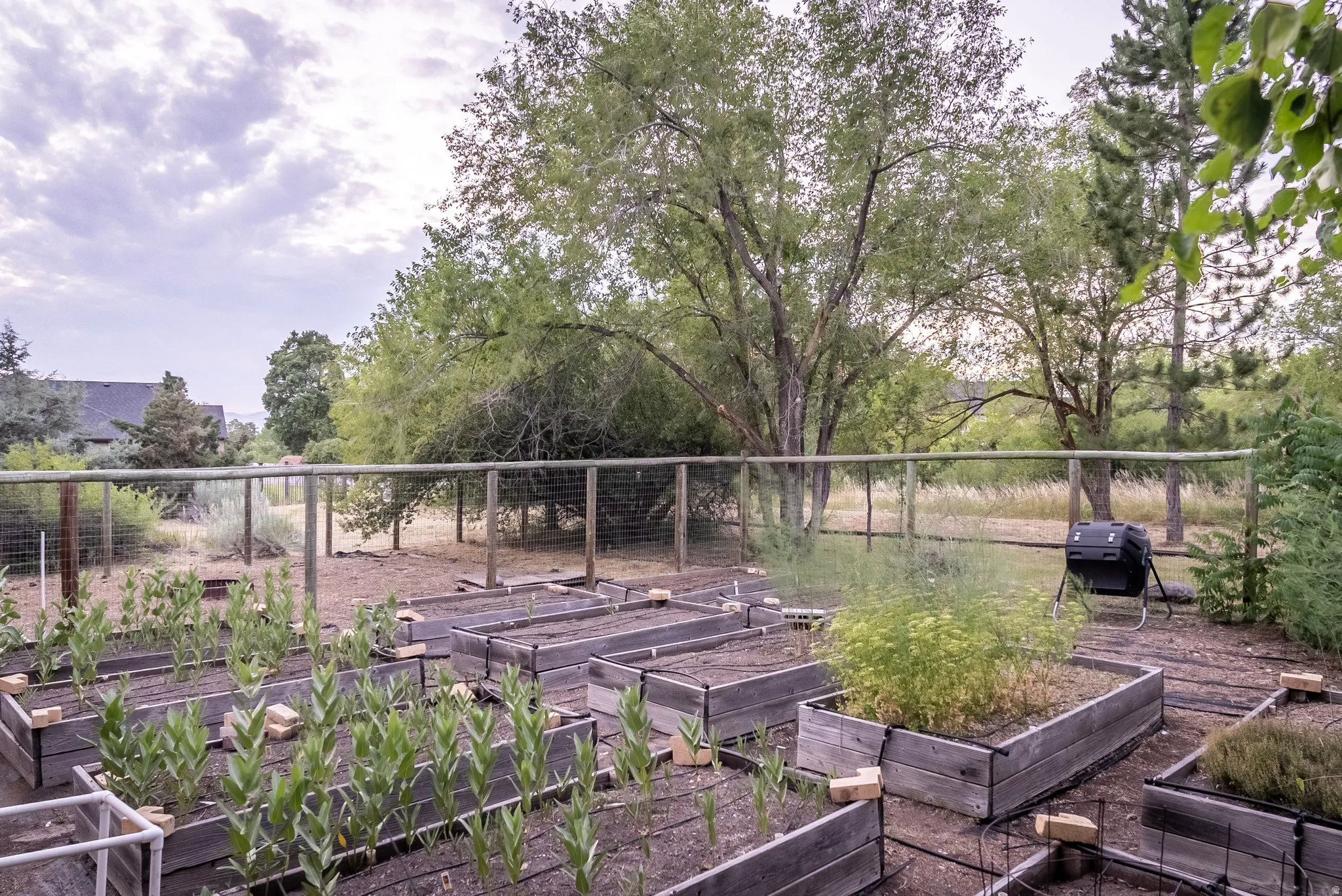 Extensive garden area featuring multiple raised wooden planter beds