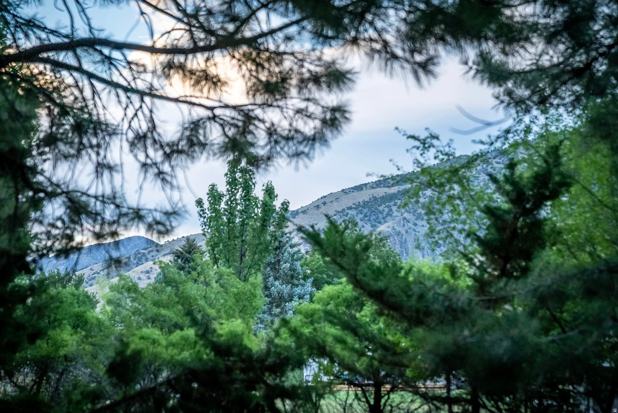 Mature trees and varied foliage frame a distant mountainous landscape under a light blue sky