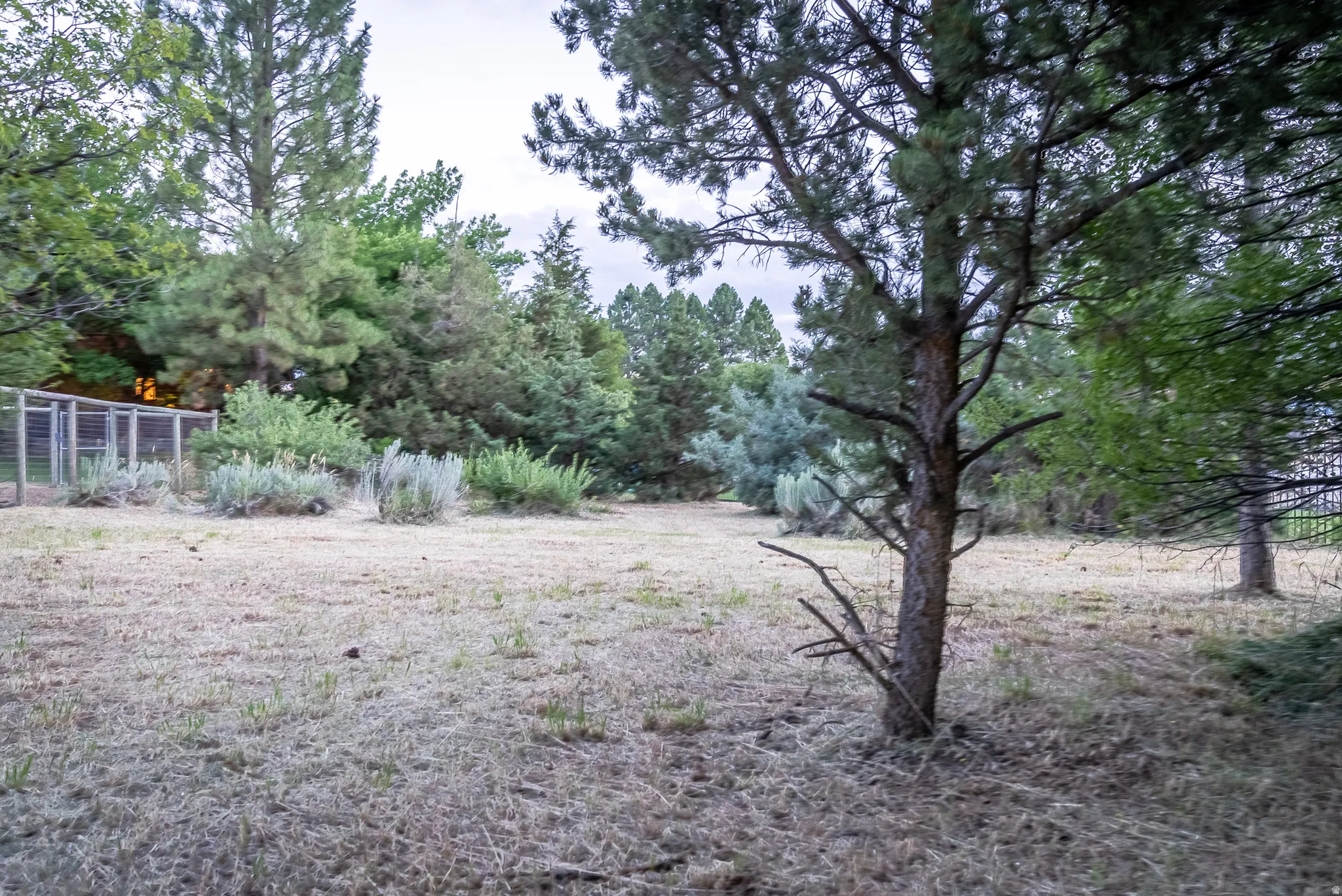 Expansive outdoor space featuring mature trees and established perimeter fencing