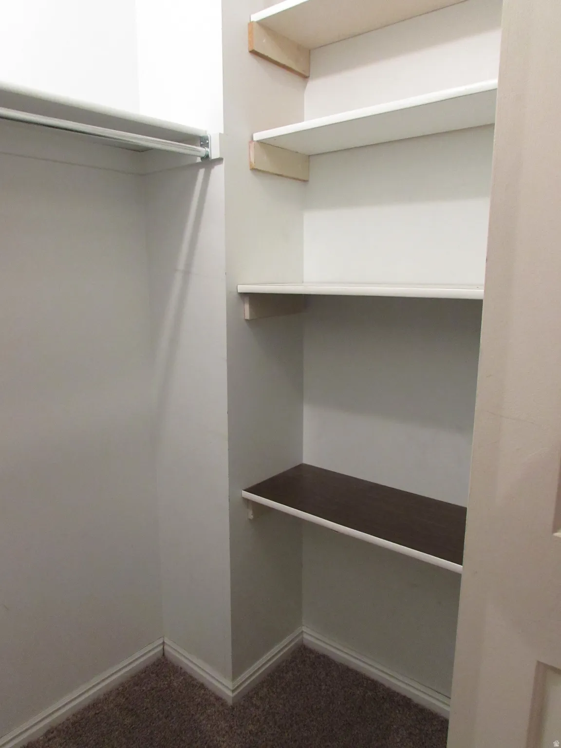 Walk-in closet featuring a metal hanging rod, three white shelves, a wood-finish shelf, and carpet flooring
