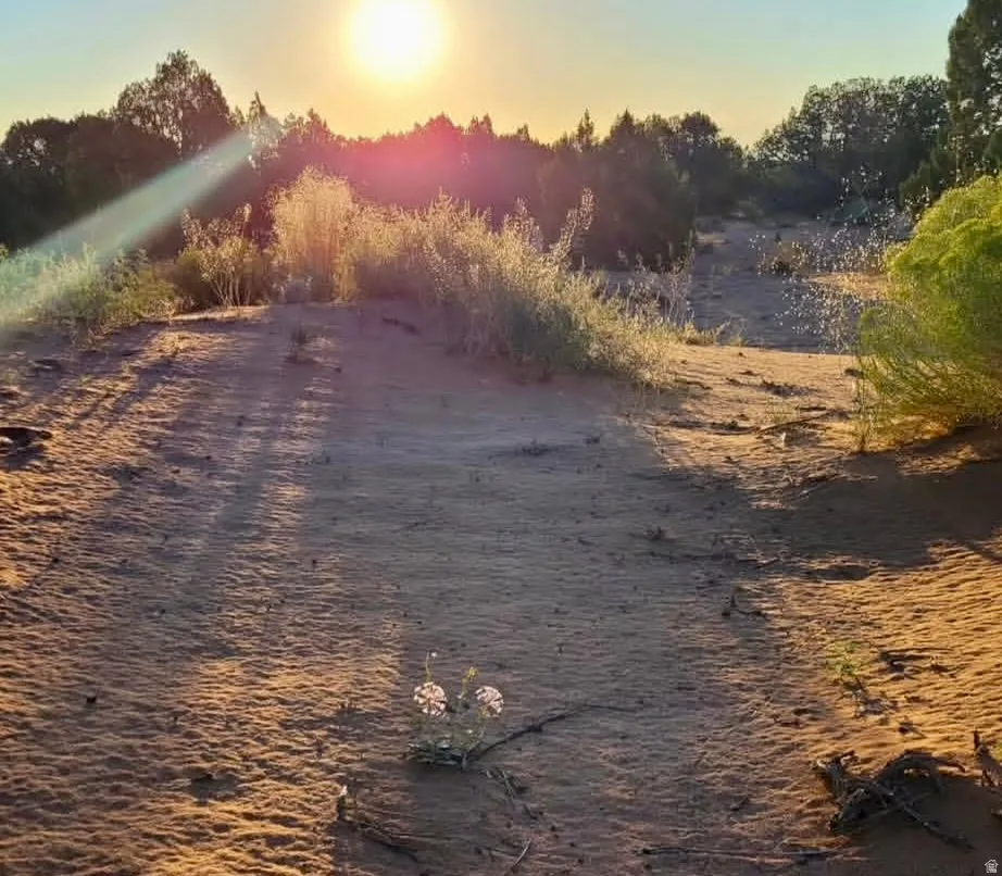 Natural desert landscape featuring sandy terrain, varied scrub brush, and mature trees in the background
