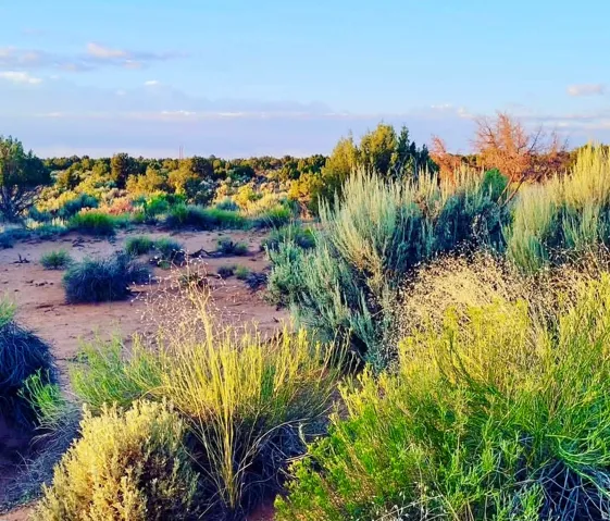 Expansive desert landscape featuring various native shrubs and trees