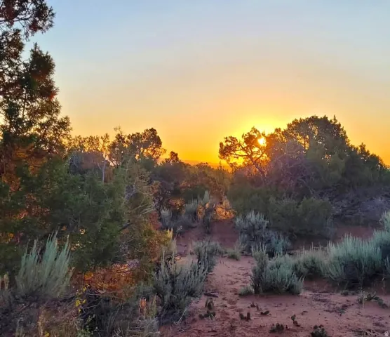 Expansive natural landscape featuring desert flora and a vibrant sunset horizon