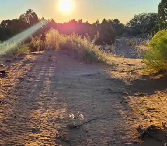 Natural desert landscape featuring sandy terrain, varied scrub brush, and mature trees in the background