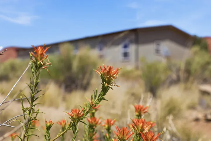 Native Flowers