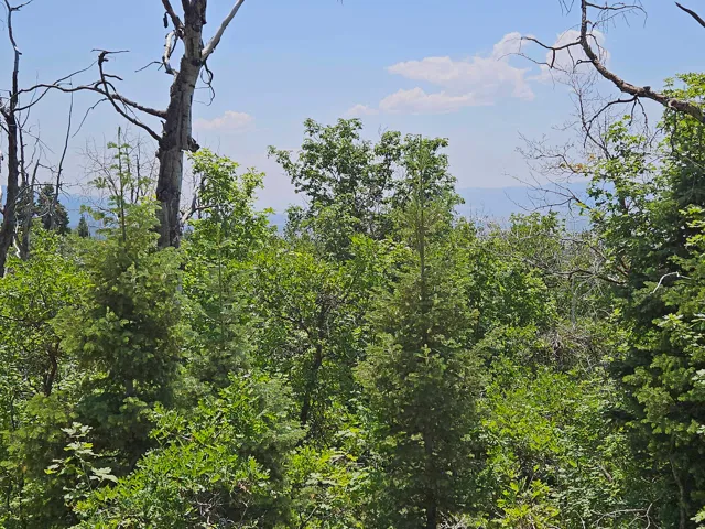 Dense natural tree coverage featuring a variety of green foliage and a distant horizon