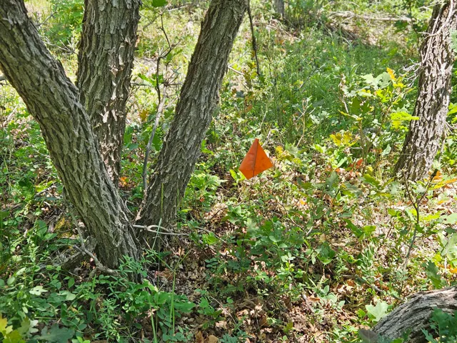 Wooded parcel featuring mature trees, natural ground cover, and an orange marker flag