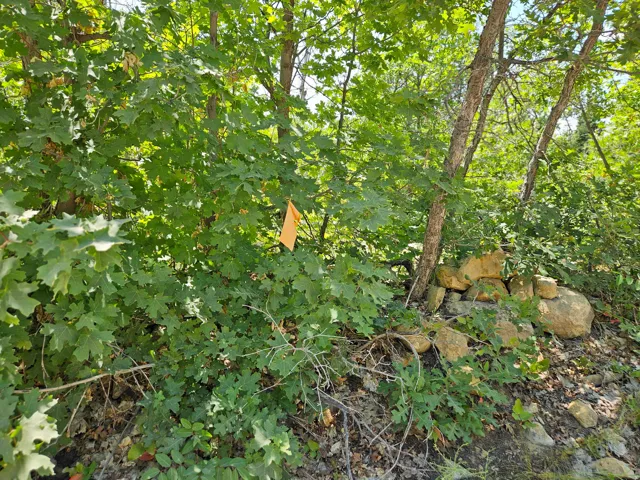 Heavily wooded lot featuring mature trees and natural rock formations