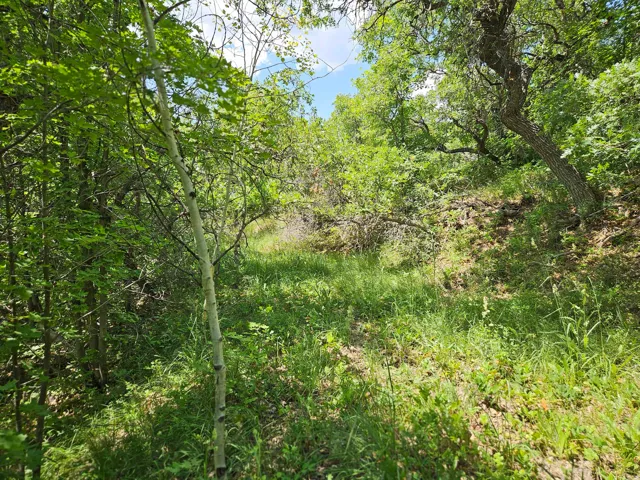 Wooded natural landscape featuring varied mature trees and groundcover