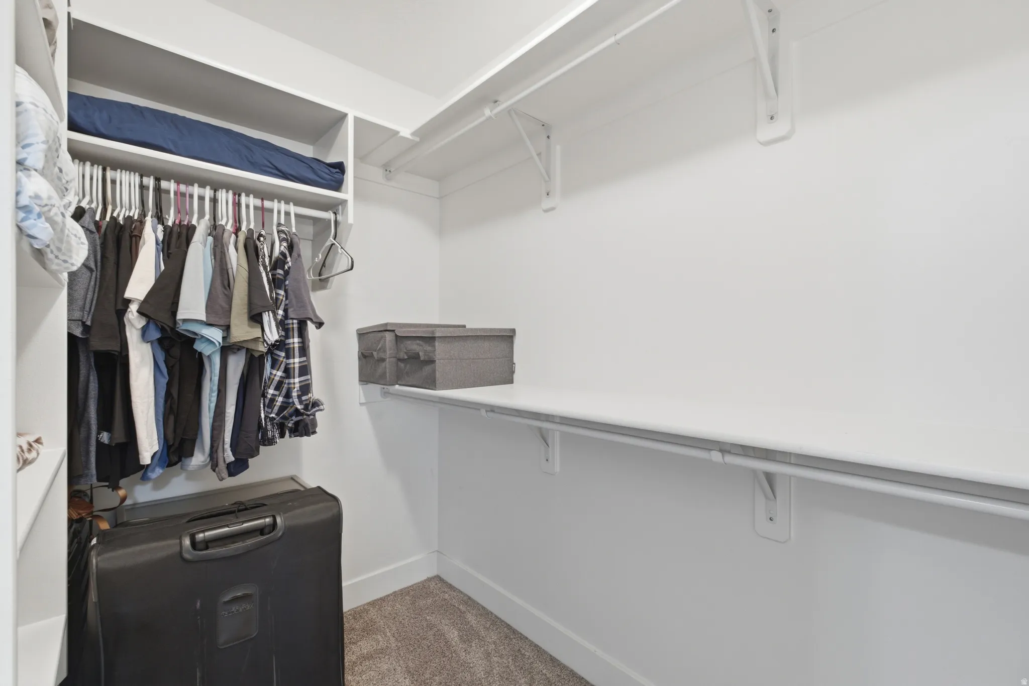 Spacious walk-in closet featuring white built-in shelving, hanging rods, and light gray carpeted flooring