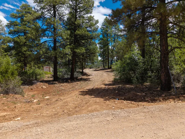 Expansive wooded lot featuring mature evergreen trees and a graded dirt road