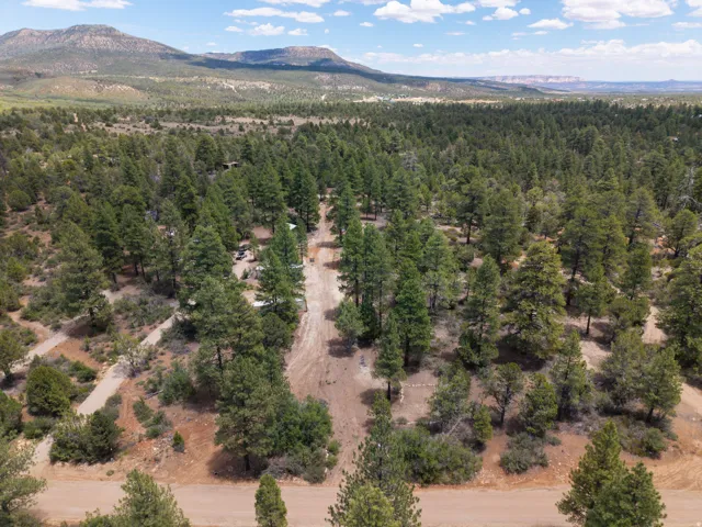 Expansive wooded acreage featuring dense evergreen tree coverage and natural terrain