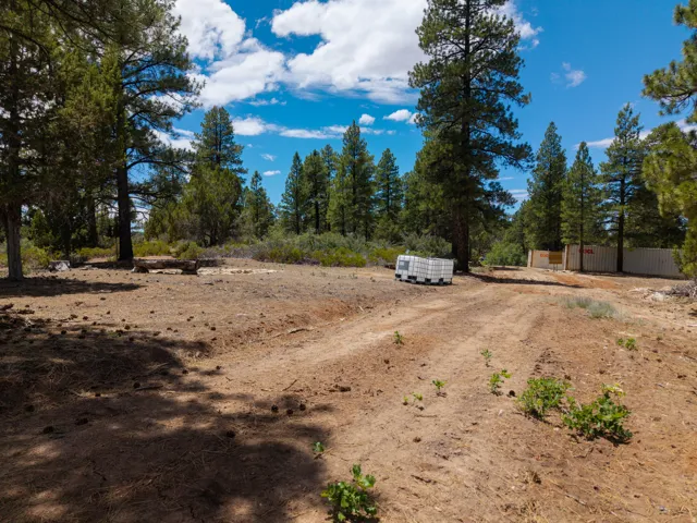 Expansive undeveloped lot featuring mature pine trees and natural ground cover