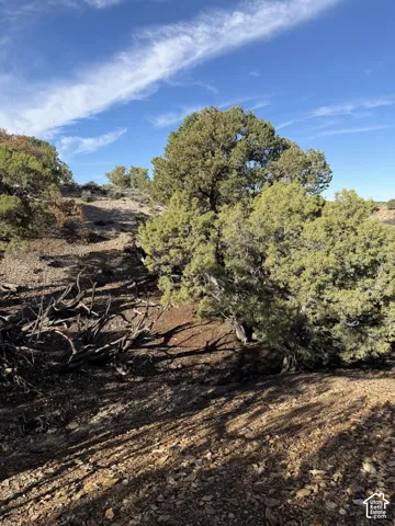 Natural desert landscape featuring mature evergreen trees and a bright blue sky