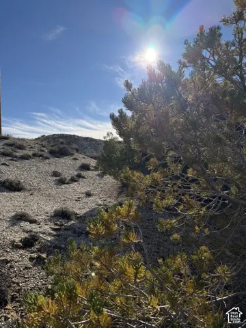 Sparse vegetation with a clear sky backdrop