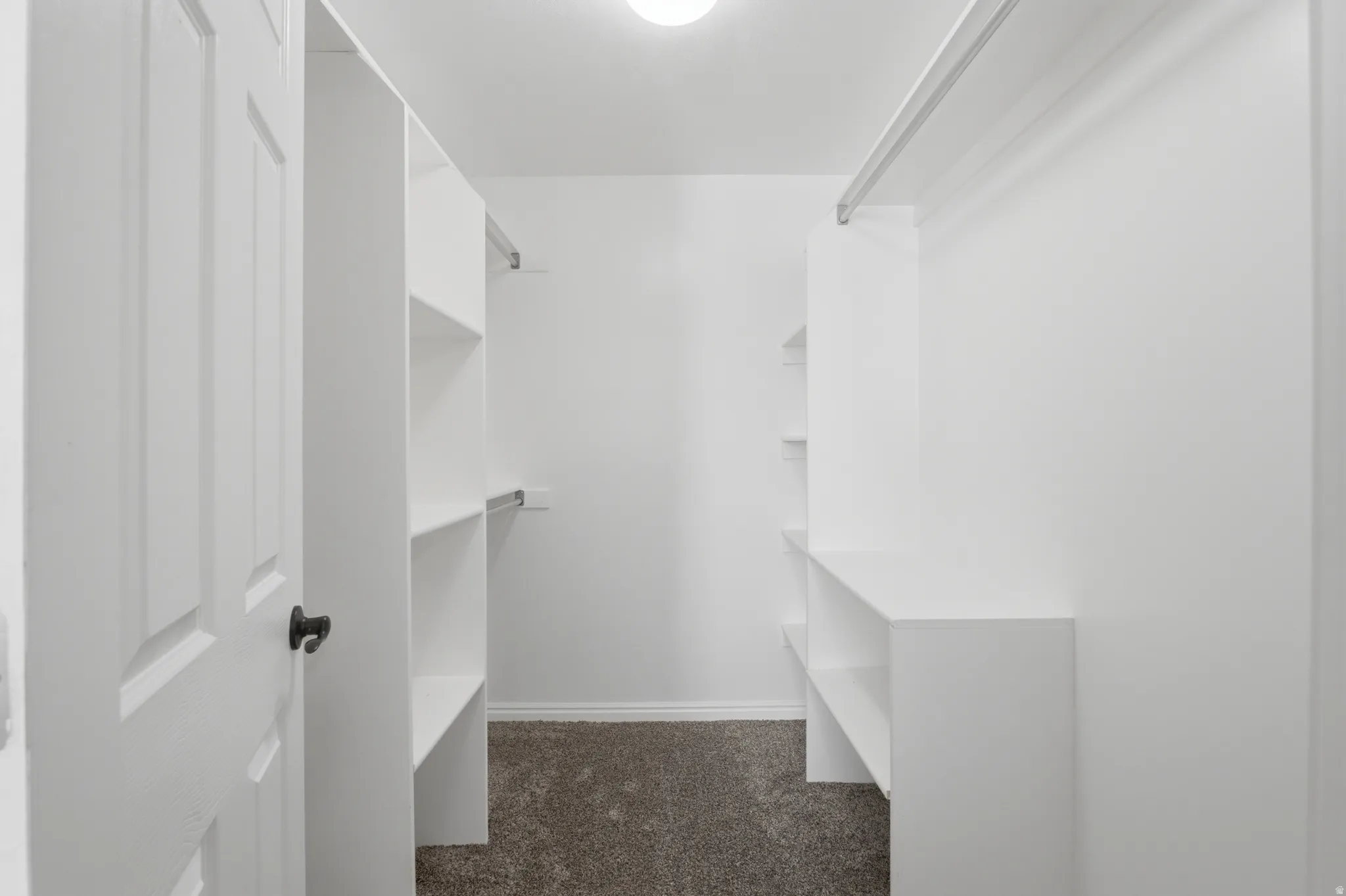 Walk-in closet featuring white built-in shelving, white walls, overhead lighting, and carpet flooring