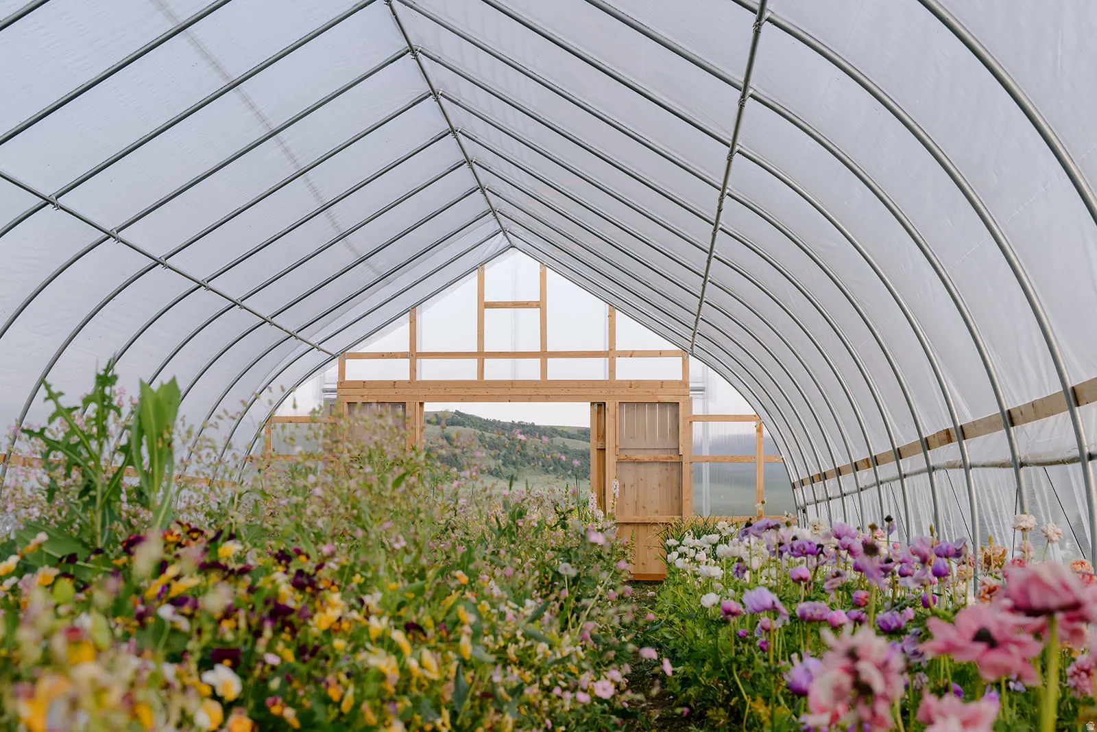 High-tunnel greenhouse structure featuring a translucent covering and a robust metal frame