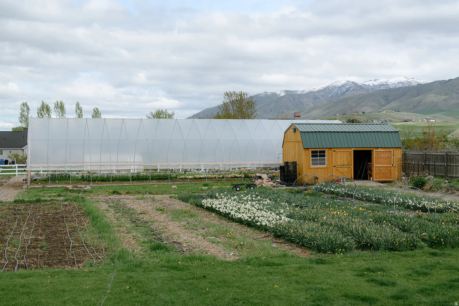 Expansive garden area featuring a large hoop house, a yellow storage shed with a green metal roof, established planting beds, and a mountain backdrop