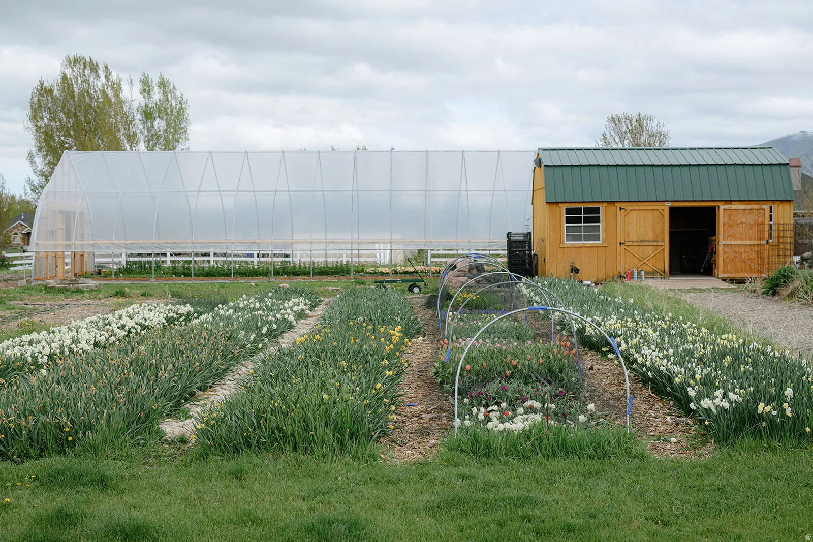 Expansive outdoor space featuring a large greenhouse structure, a wood-sided utility shed with a green metal roof, and multiple cultivated garden beds