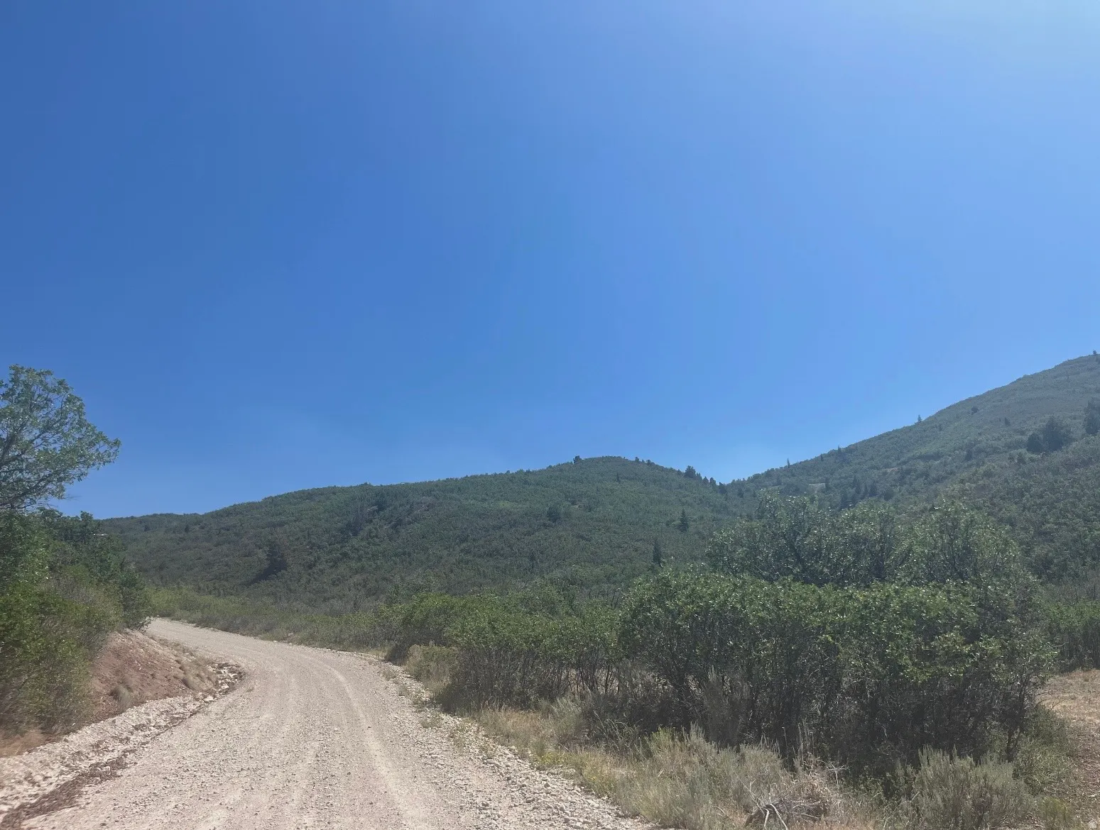Gravel road winding through a natural, undeveloped landscape with abundant green foliage and distant tree-covered mountains