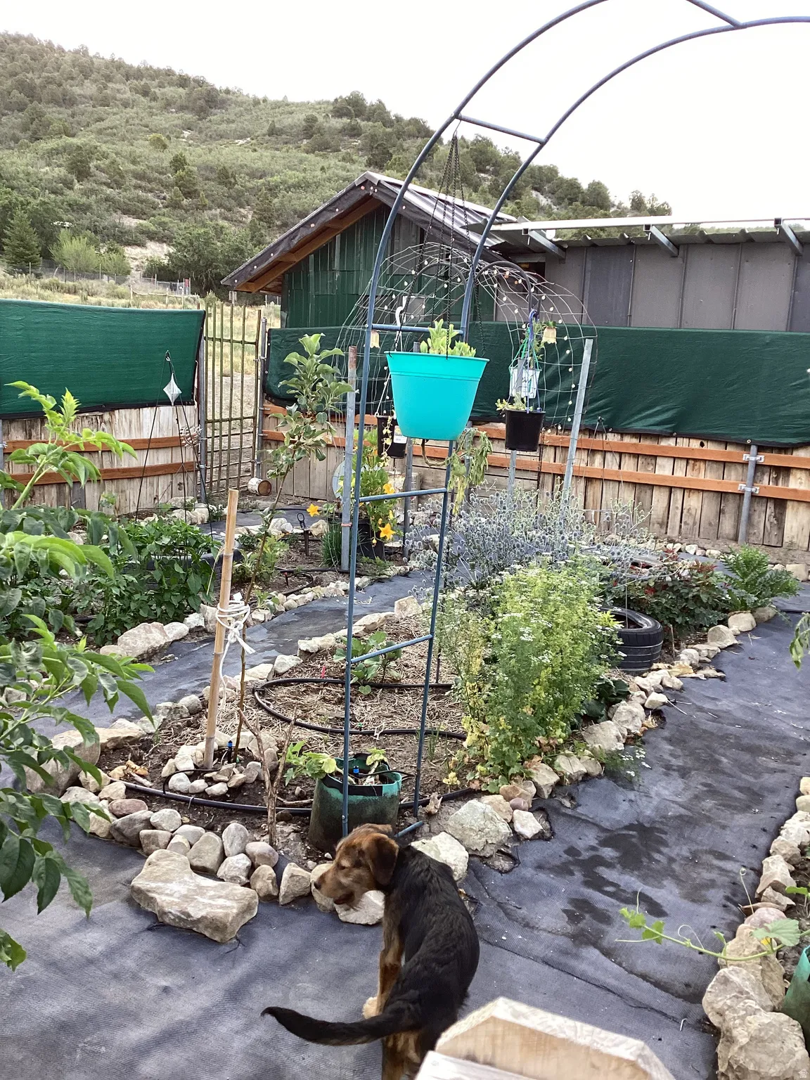Expansive garden area featuring multiple planting beds, rock-lined pathways, and a metal archway