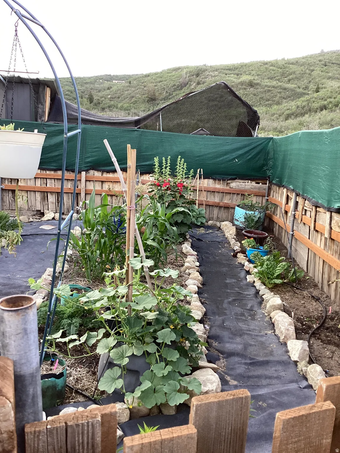 Gated garden area featuring raised beds, mature plants, a defined pathway, and a privacy fence