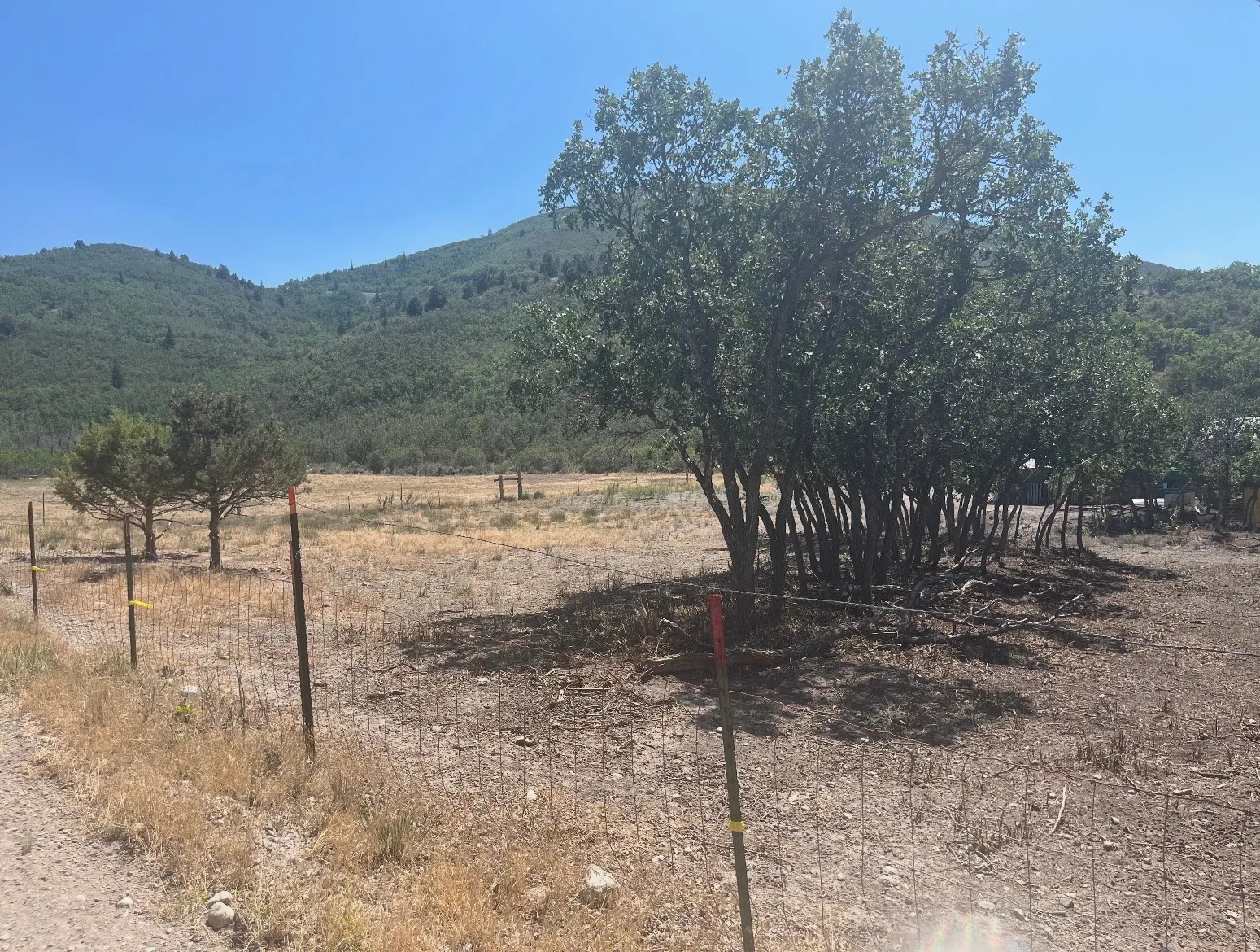 Pastoral acreage featuring mature trees providing natural shade, fenced perimeter, and rolling hillside backdrop