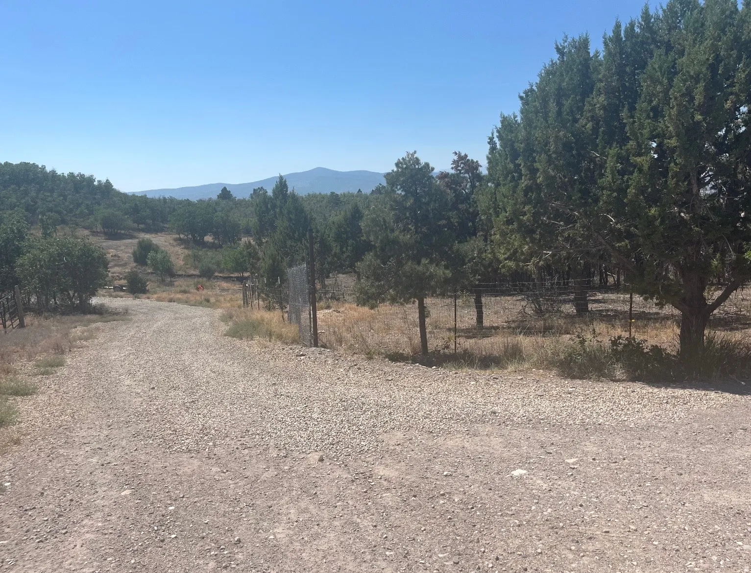 Expansive gravel driveway with rustic fencing and mature evergreen trees framing the property