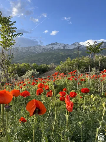 Lush landscape featuring vibrant red poppy fields, mature trees, and distant snow-capped mountains