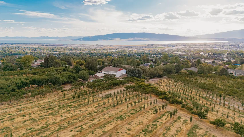 Expansive agricultural property featuring meticulously planted rows of trees, a distinctive red and white barn, and a backdrop of distant mountains and a large body of water