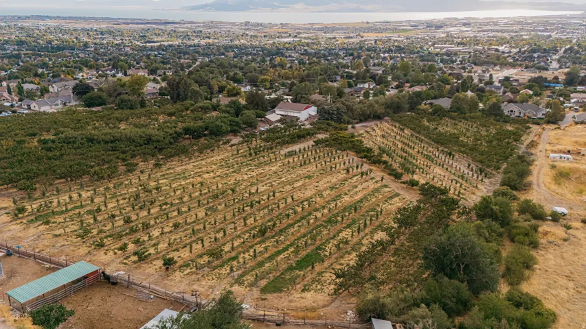 Expansive agricultural land featuring multiple rows of mature trees and planted crops