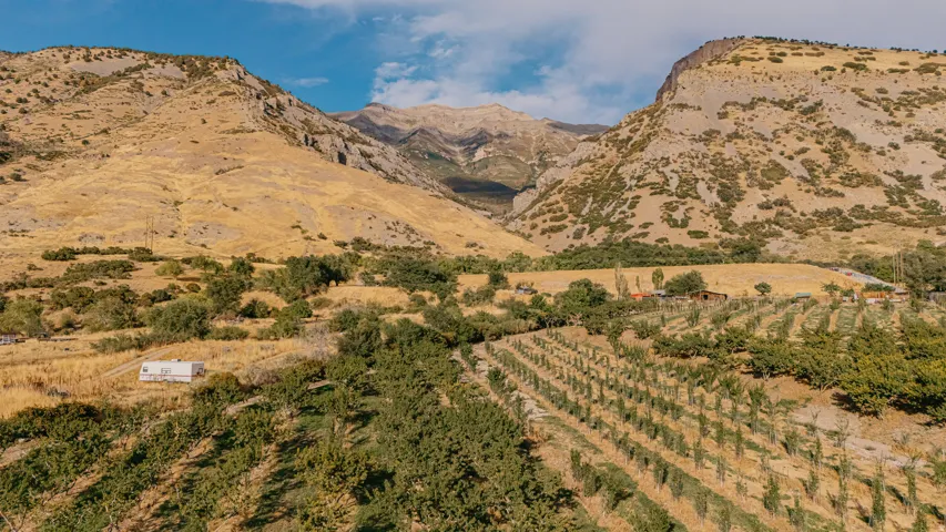 Rows of cultivated trees establish the foreground against a mountain backdrop