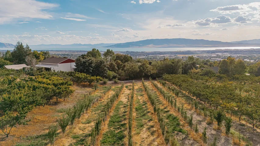 Expansive orchard property featuring rows of mature trees and distant mountain and water scenery