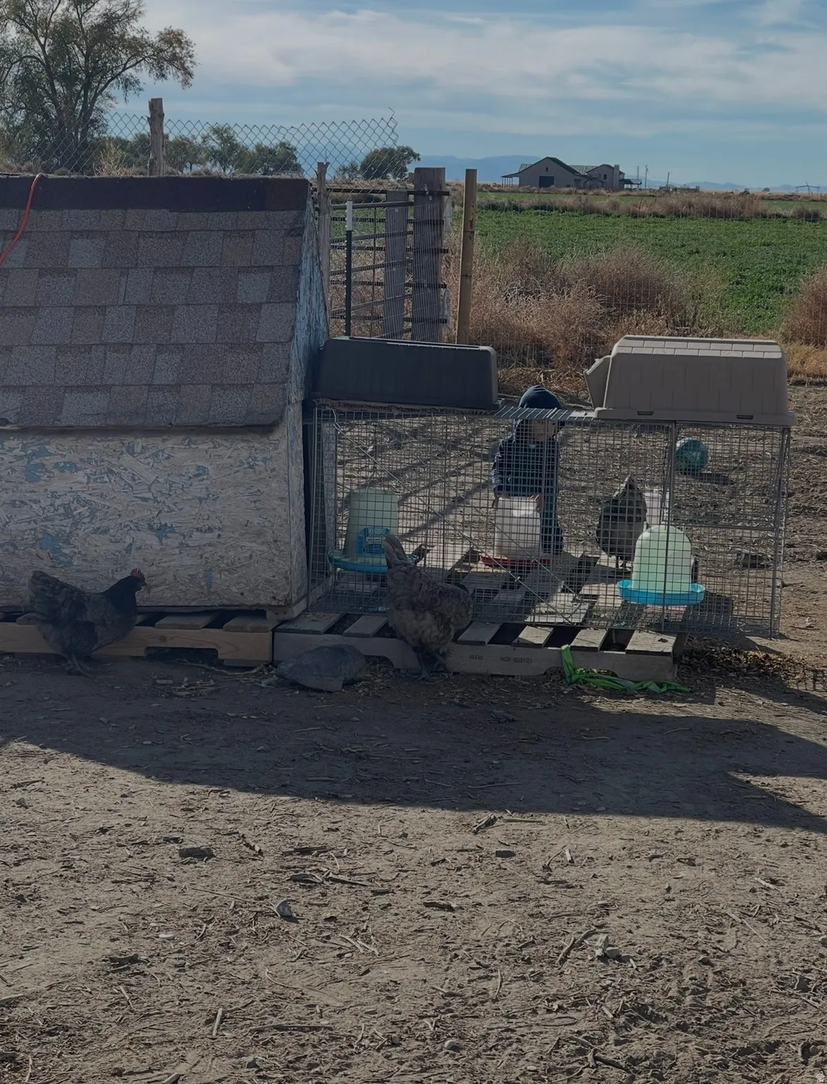 Agricultural outbuilding featuring a shingle roof, wire mesh enclosure, and natural terrain